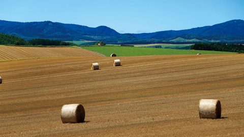 北の大地は期待値大！YOUは何しに北海道に？