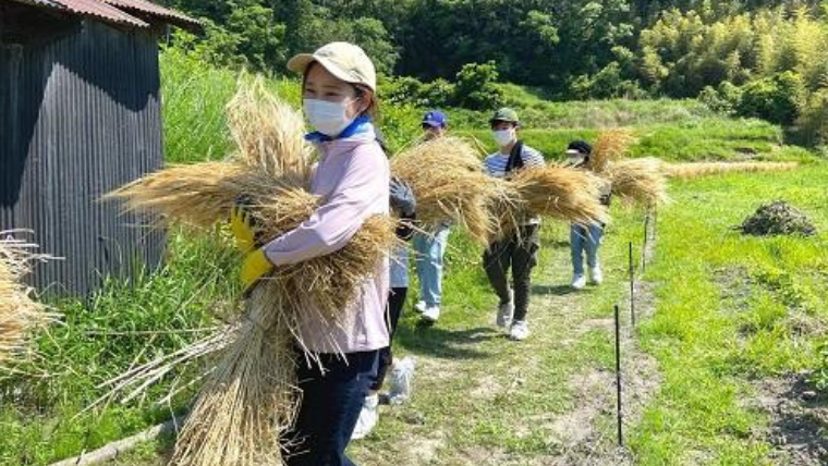 関西学院大学の学生団体「Re.colab KOBE」が休耕田を借りて育てた大麦を収穫–里山の再生も視野に